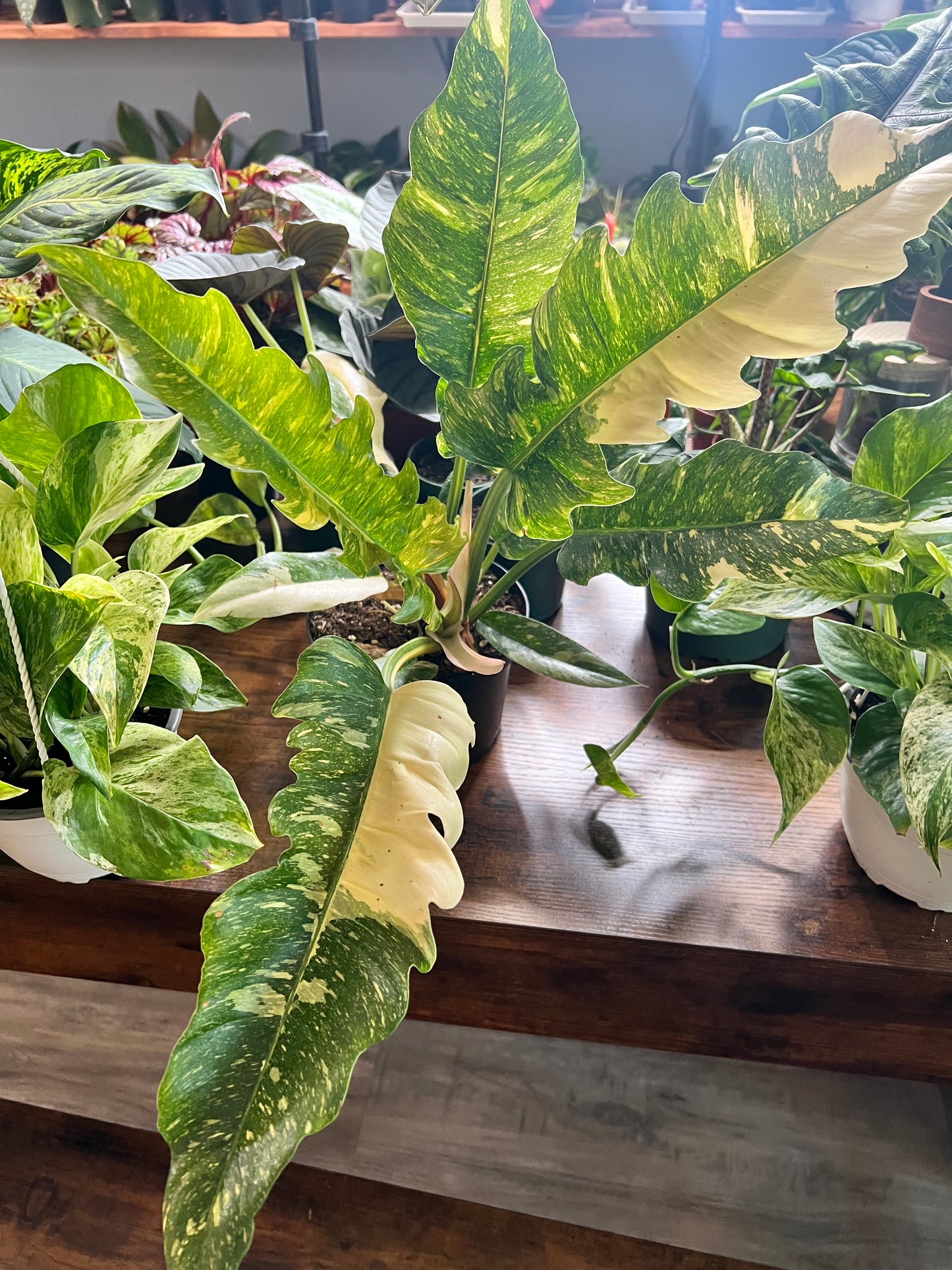 Philodendron Ring of Fire 6”