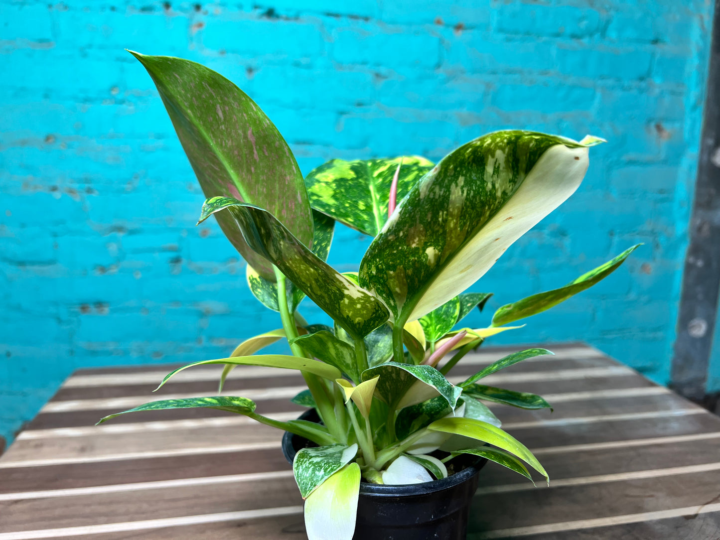 Philodendron Congo Nuclear Variegated
