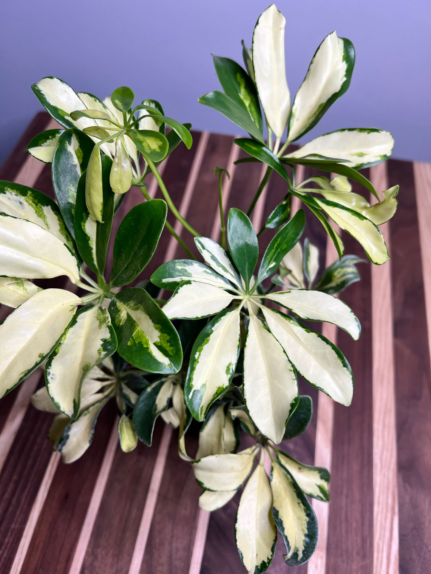 Schefflera Varagated (Umbrella plant) 4”