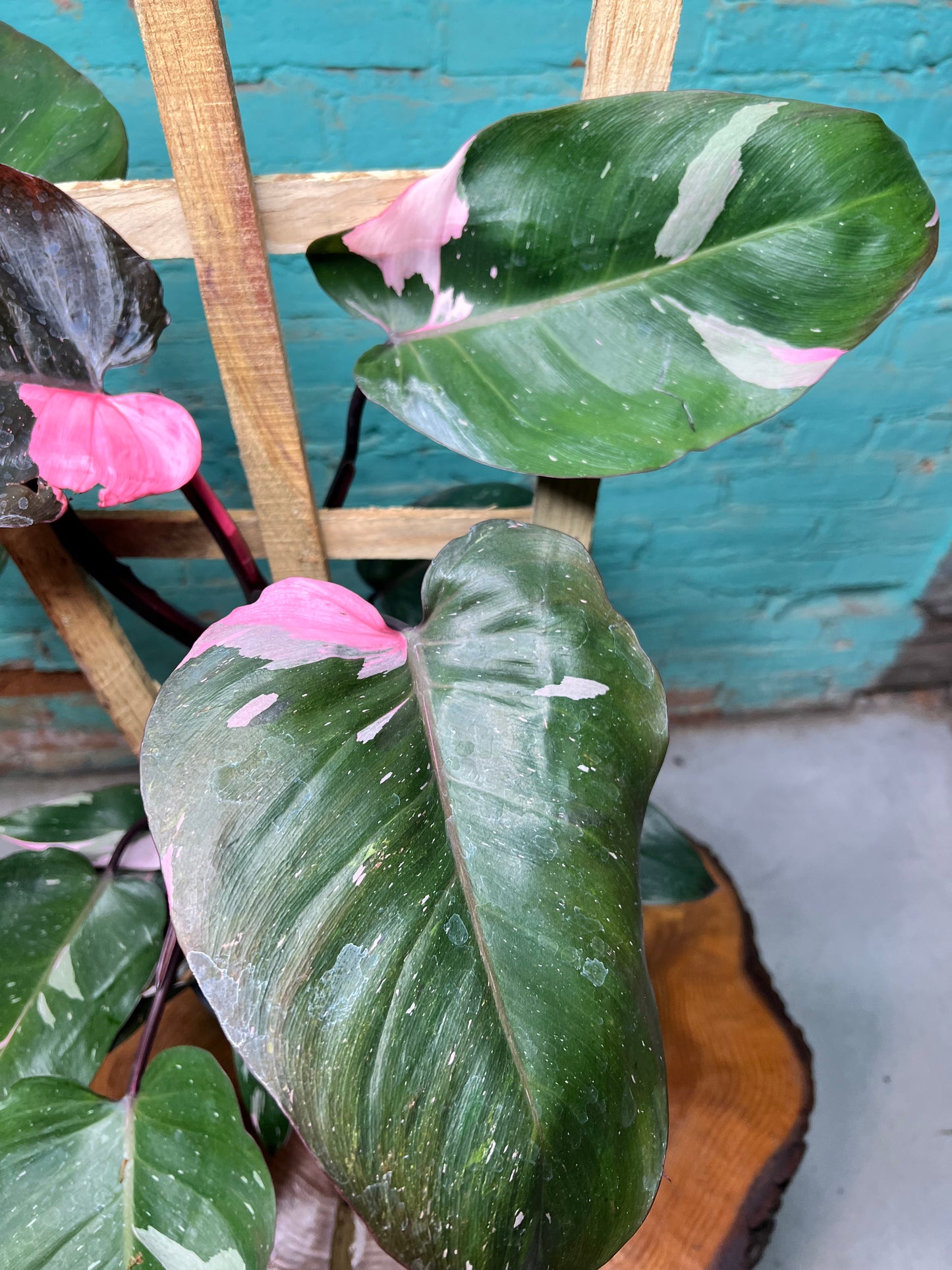 Philodendron-Pink princess Trellis 10”