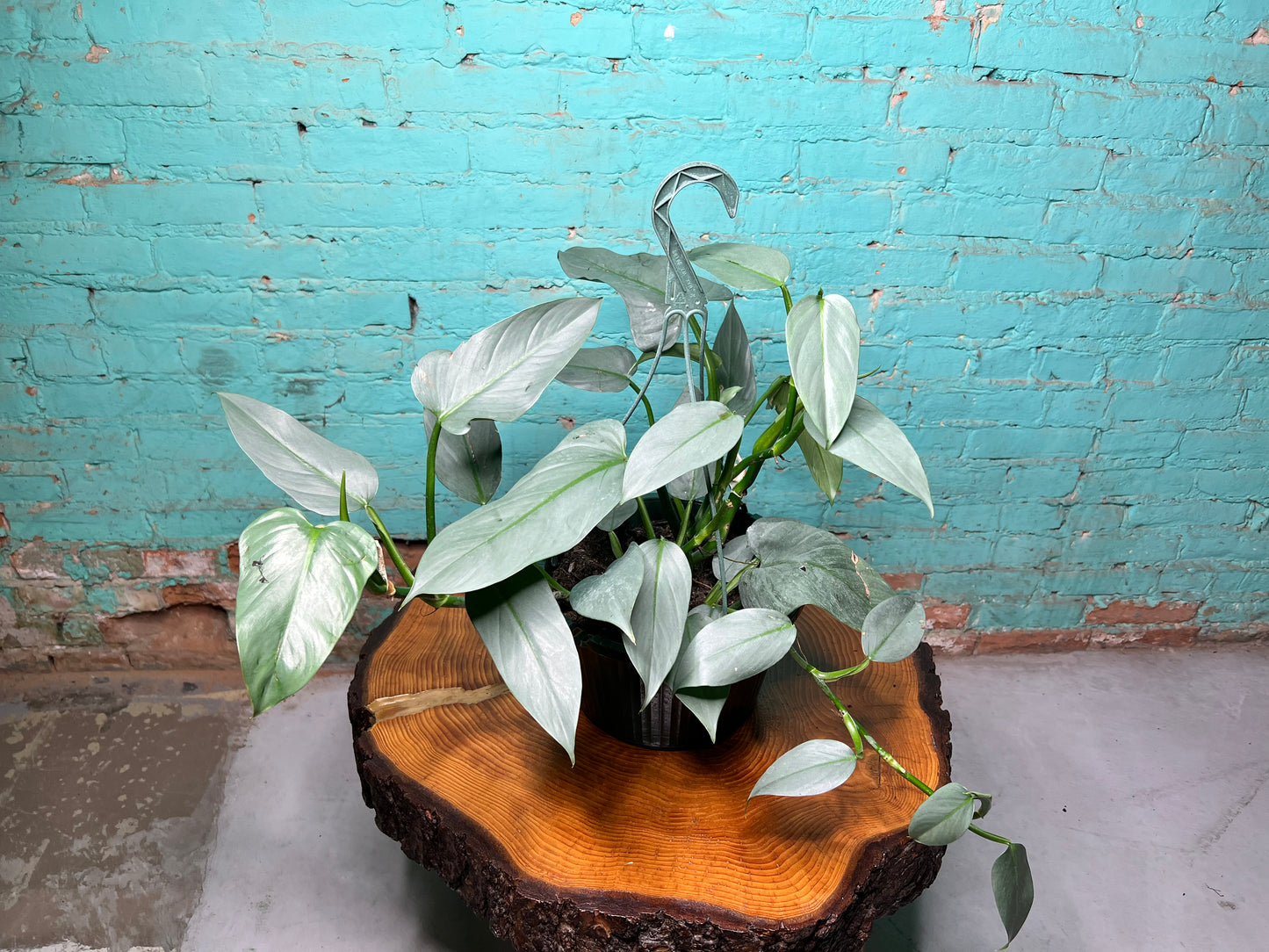 Philodendron Silver Sword basket 10”