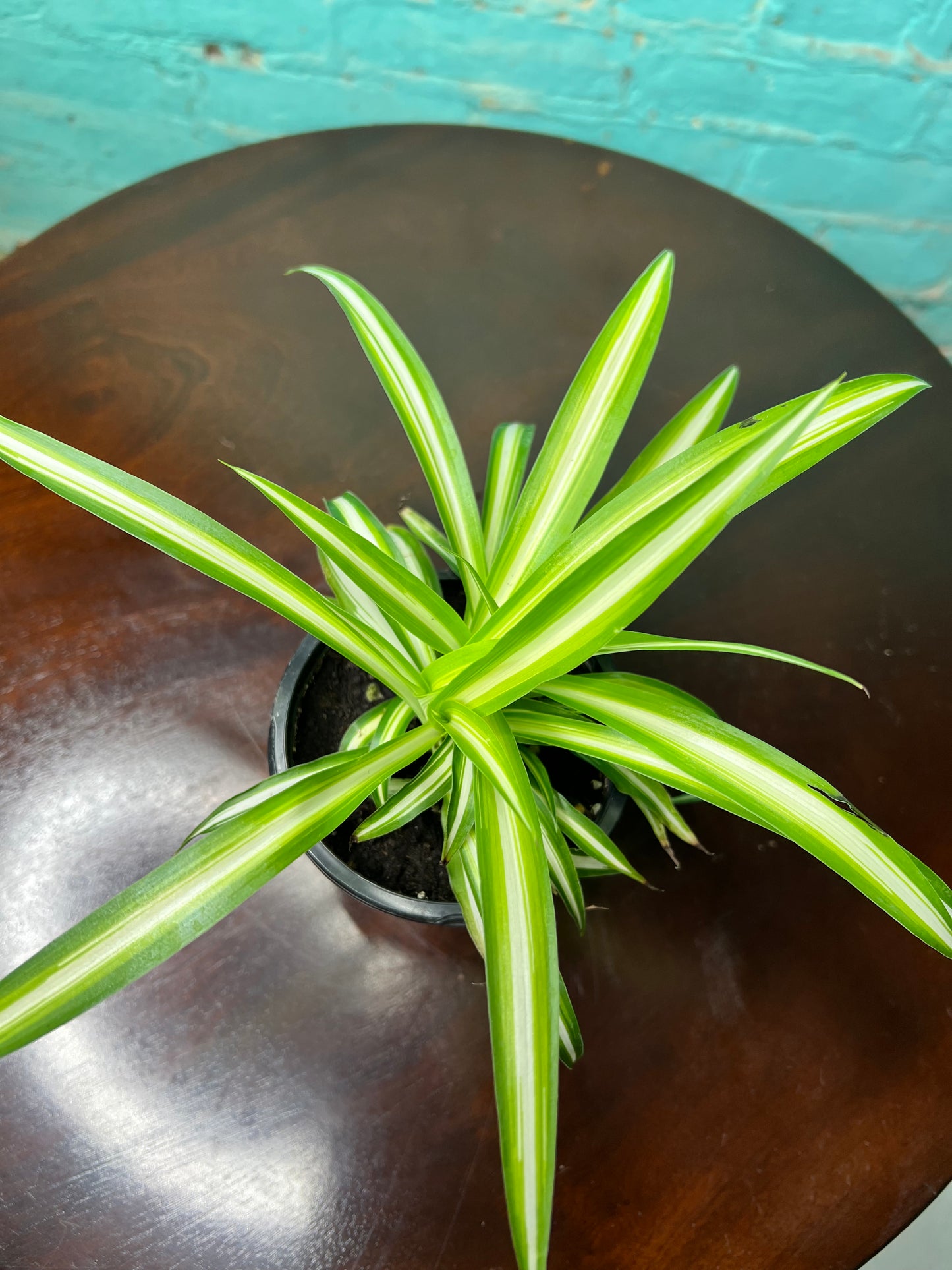 Spider Plant (Pet friendly)4”