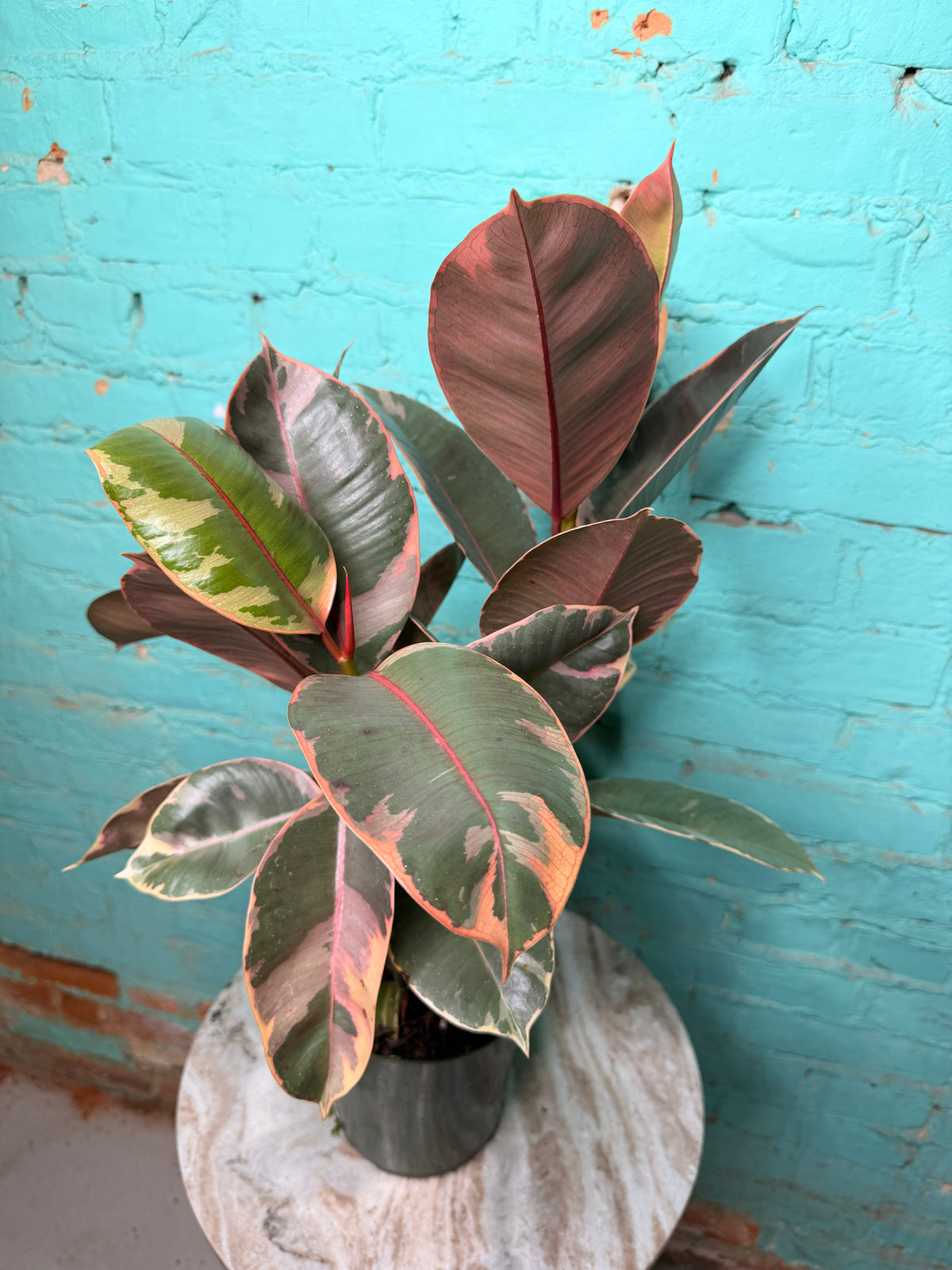 Rubber Plant-Ruby variegated pink 6”
