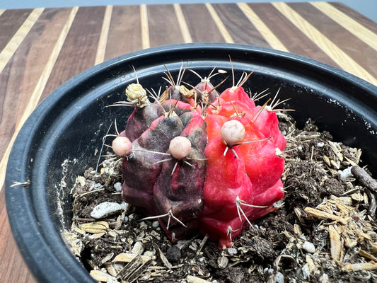 Gymnocalycium Mihanovichi Variegated Friedrich 4