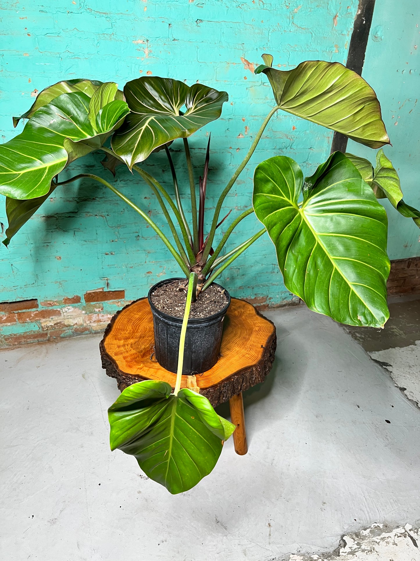 Philodendron Summer Glory 10”