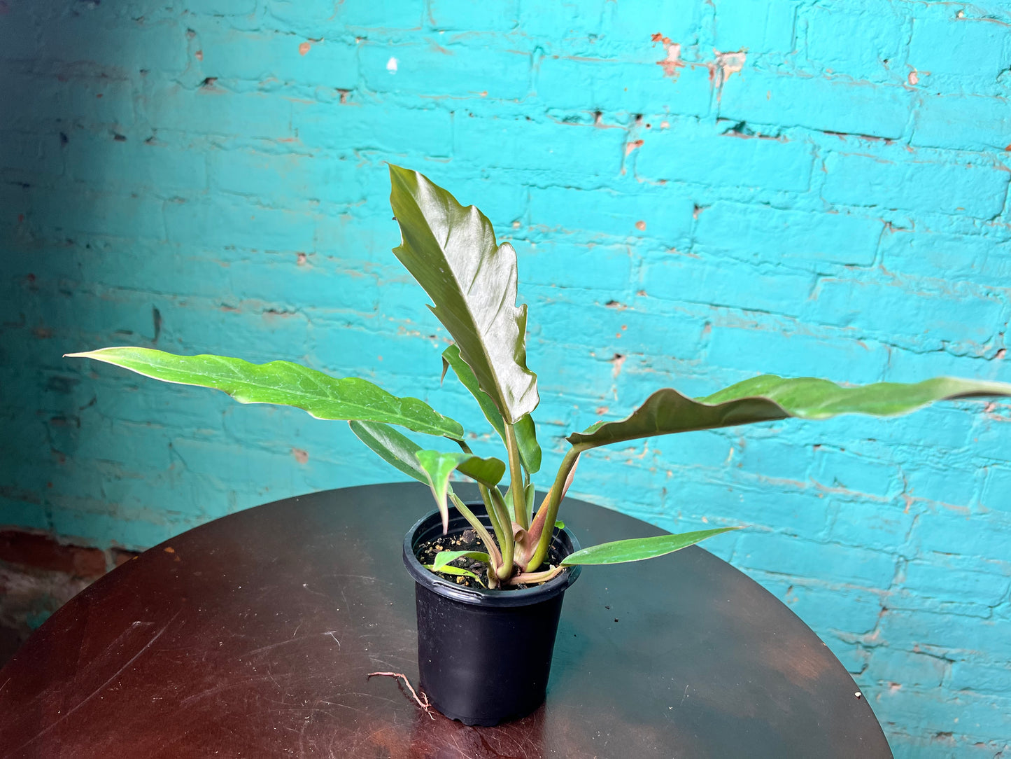 Caramel Pluto philodendron 4”