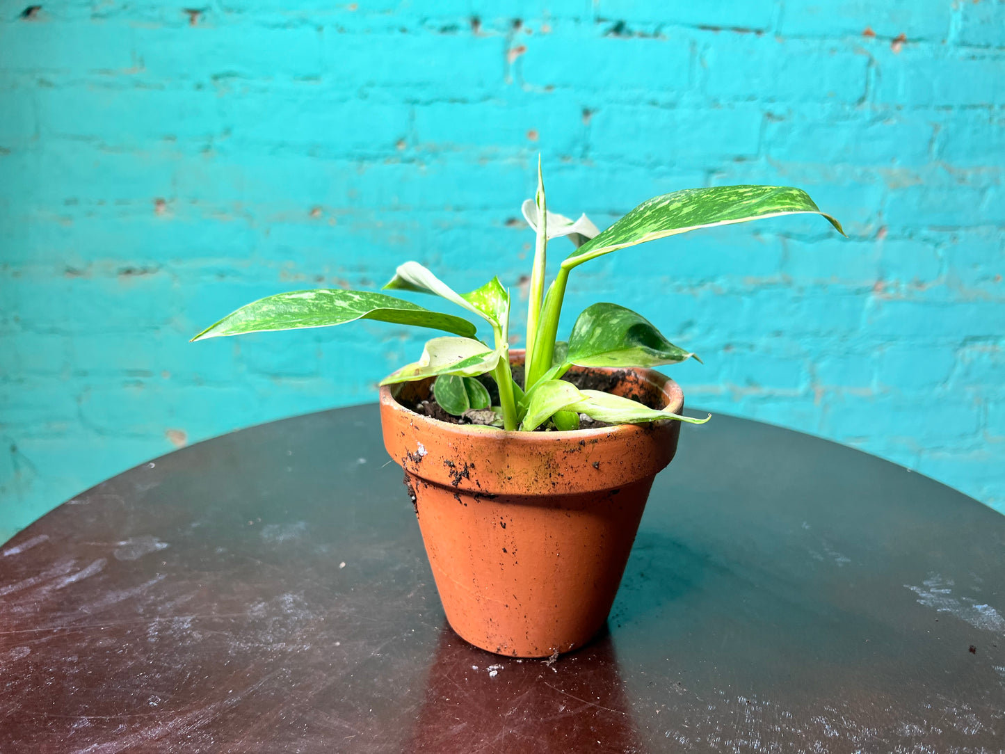 Philodendron Jose Buono Albo 4” clay