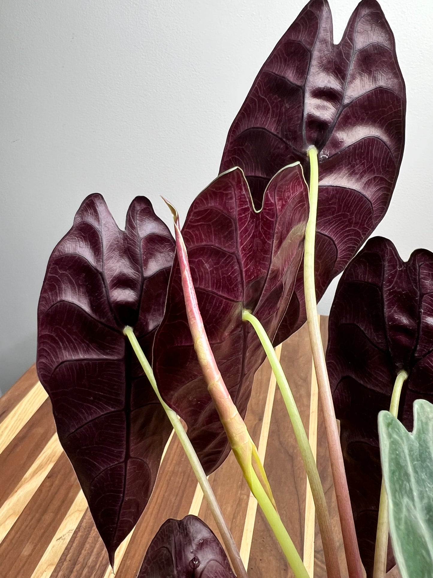Alocasia Watsoniana 4”