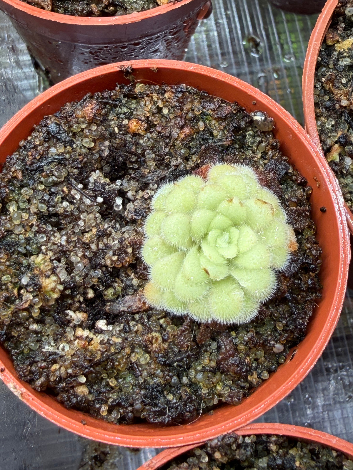 Pinguicula ‘Red Gypsicola’