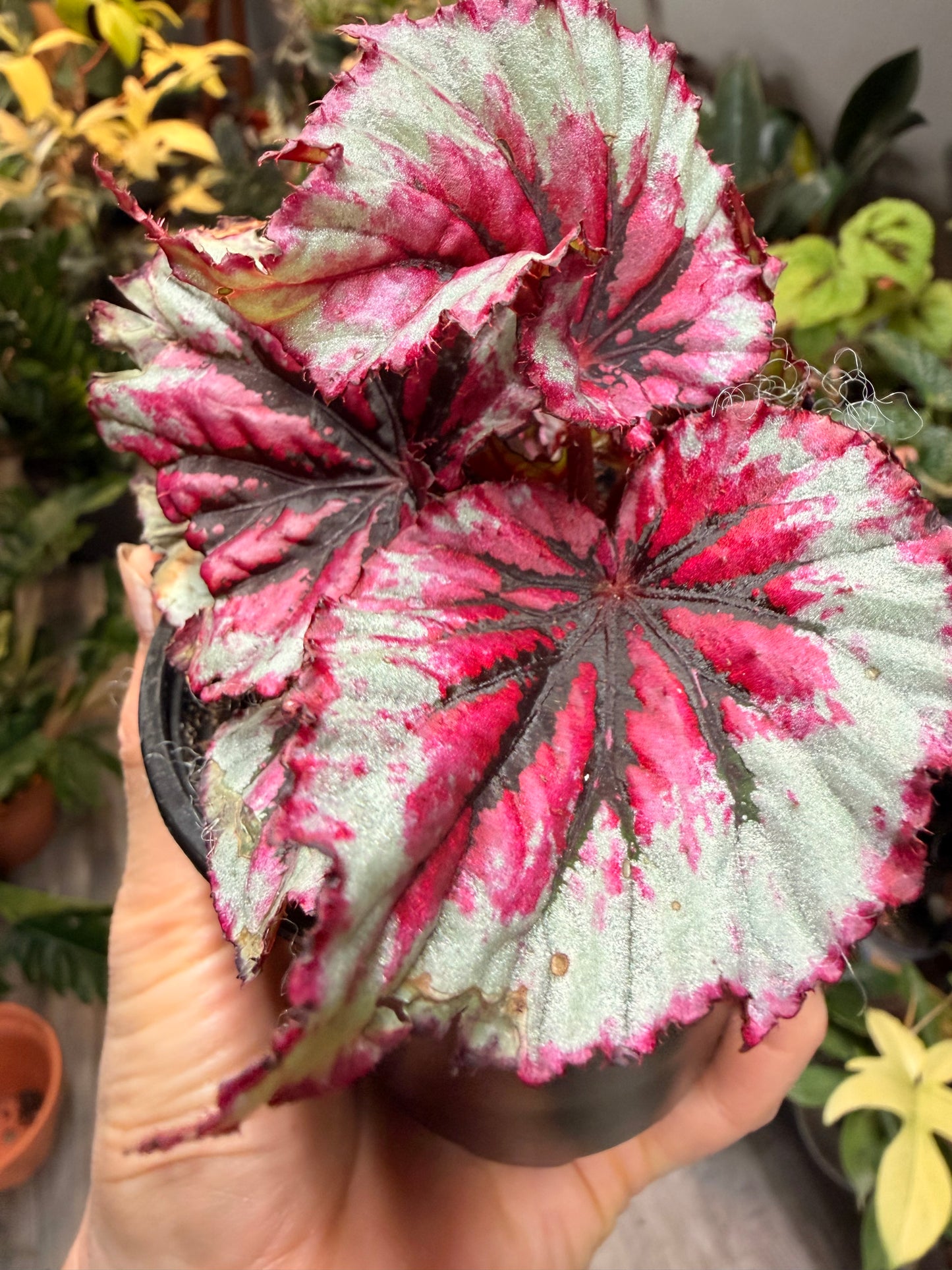 Begonia Rex