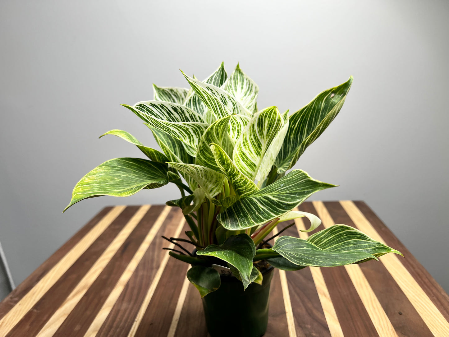 Philodendron Birkin 6”