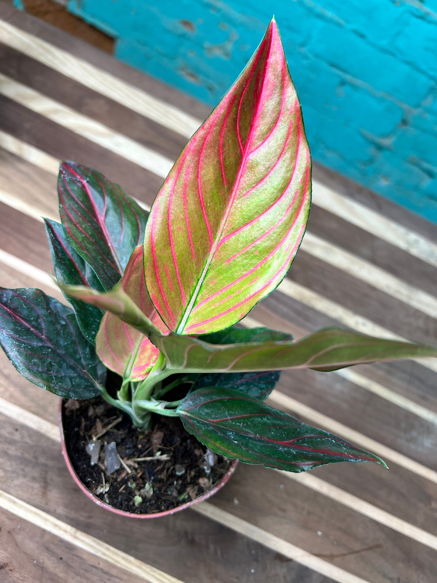 Aglaonema Rotunda Red tiger Variegated 4” (each)