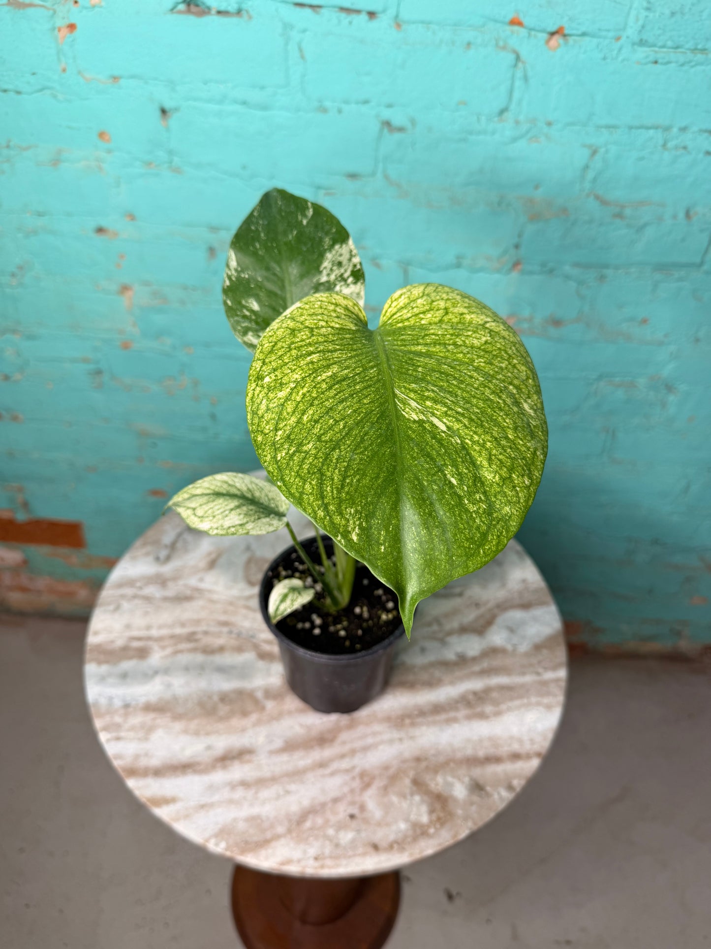 Monstera Deliciosa Mint 4”