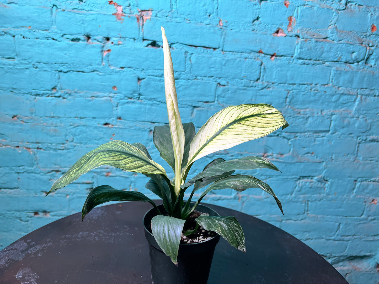 Spathiphyllum Sensation Mint 4”