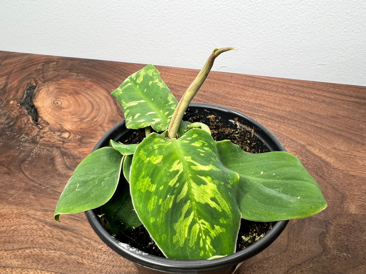 Homalomena Camouflage
