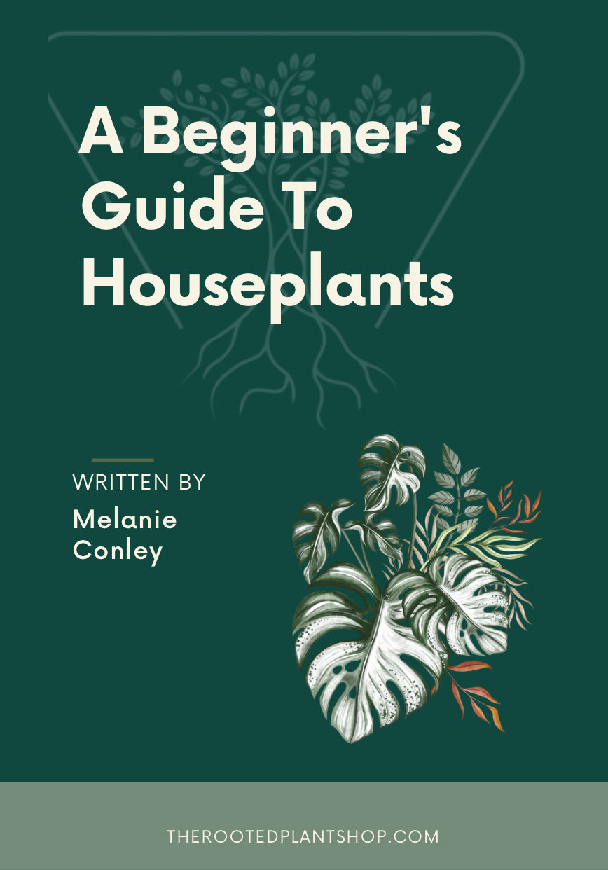 Beginner’s Guide for Houseplants