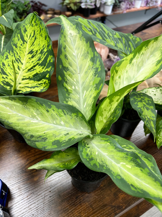 Dieffenbachia MEMORIA CORSII