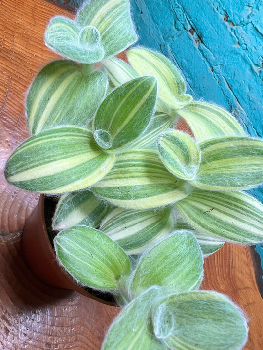 Hairy Wandering Jew 4” (Tradescantia sillamontana)