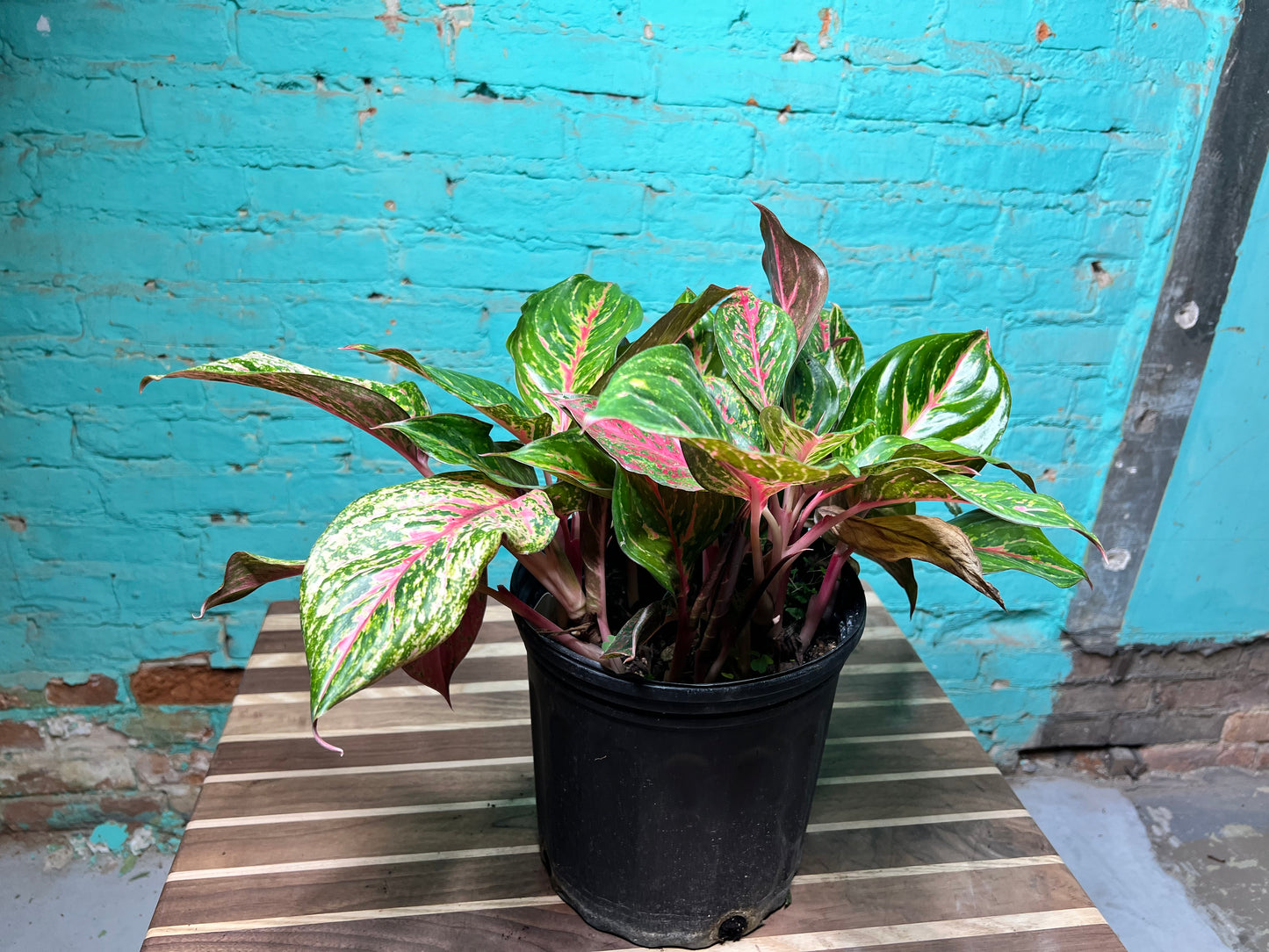 Aglaonema Valentine 10”
