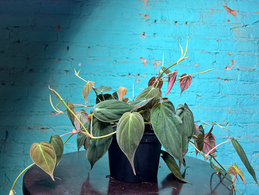 Philodendron Mican 6”