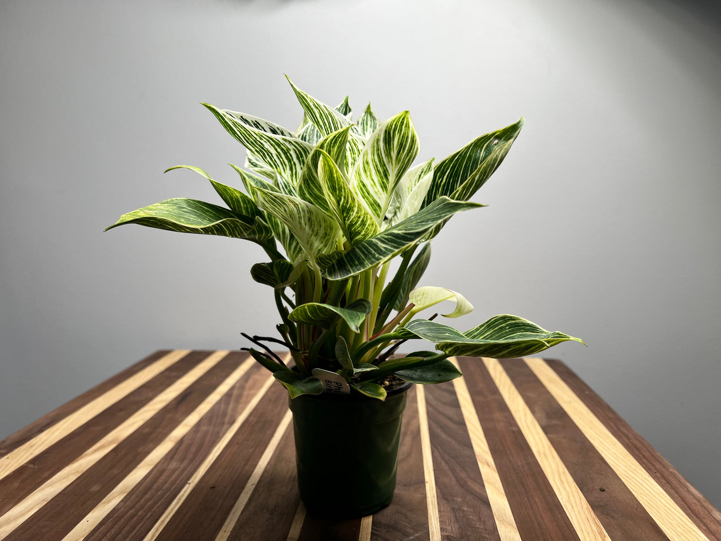 Philodendron Birkin 6”