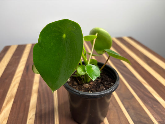 Peperomia Raindrop