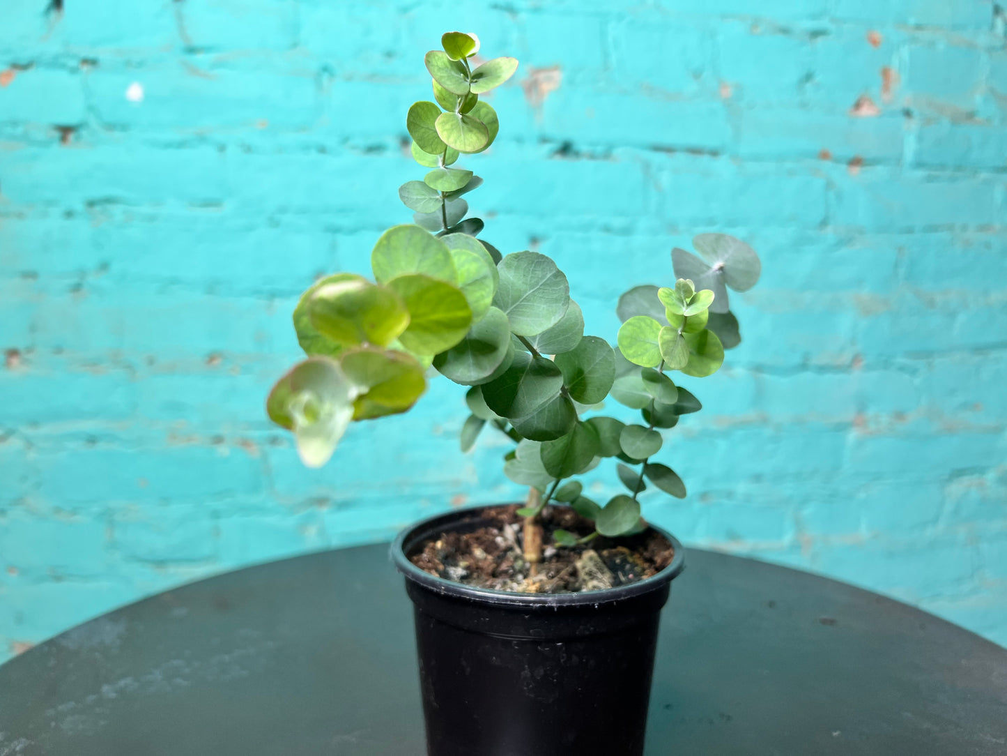 Eucalyptus Silver Dollar 4”