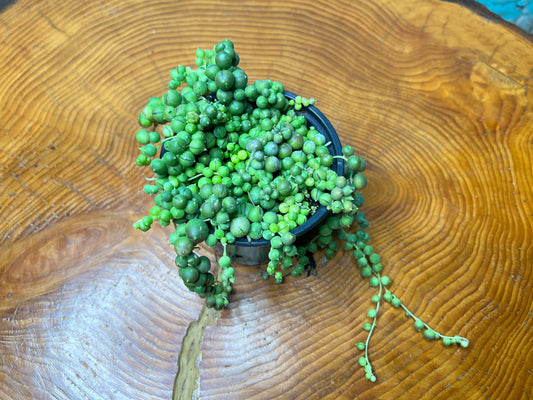 String of Pearls (4inch pot)