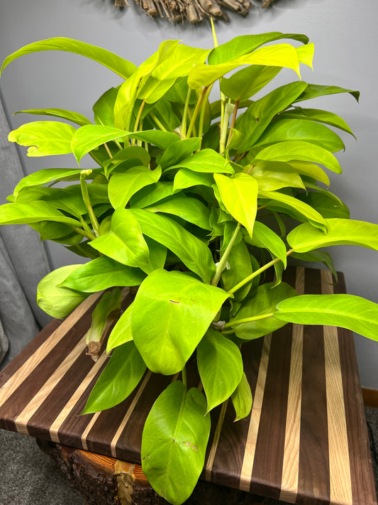 Philodendron Lemon Lime 10”