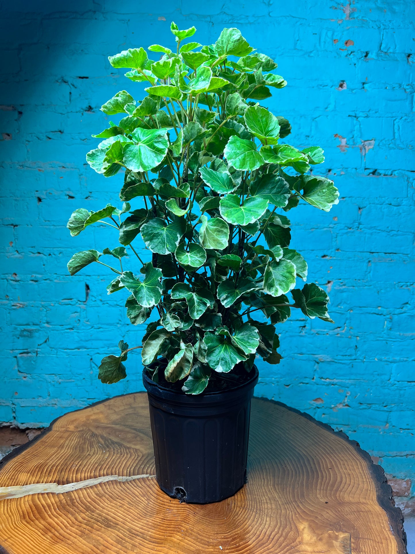 Balfour Aralia 6”
