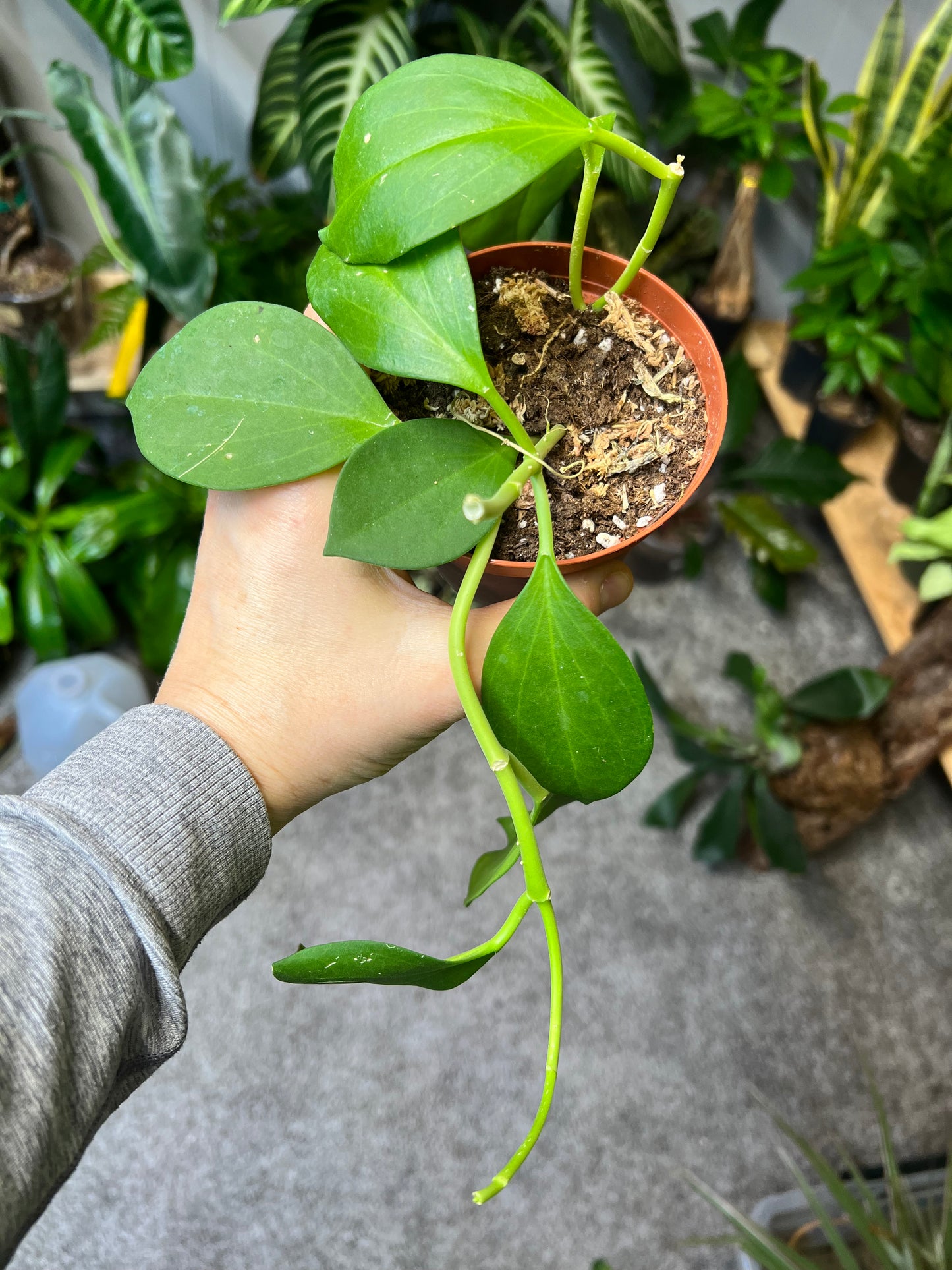 Hoya Pachyclada