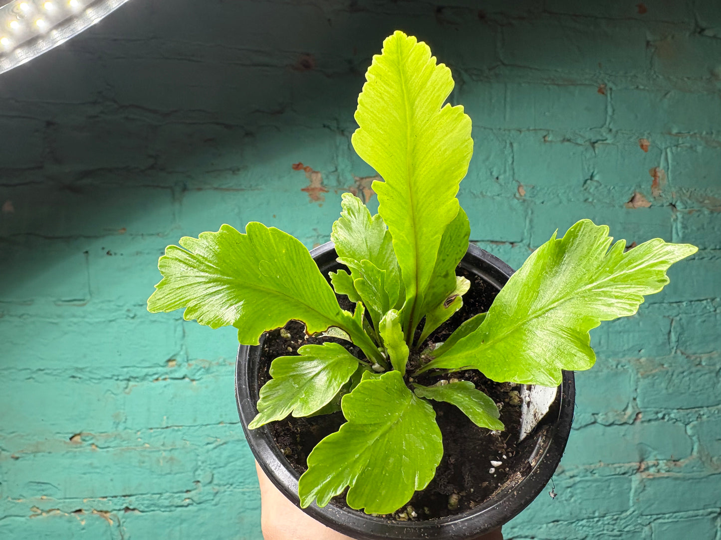 Asplenium Ant. Champion 4”