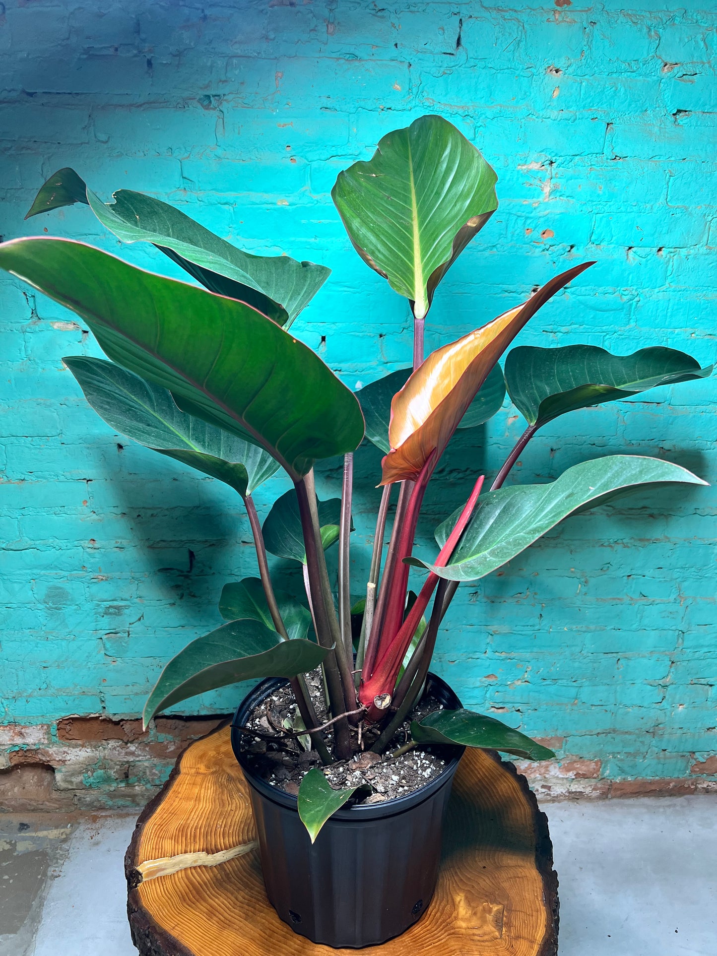 Philodendron Red Congo 10”