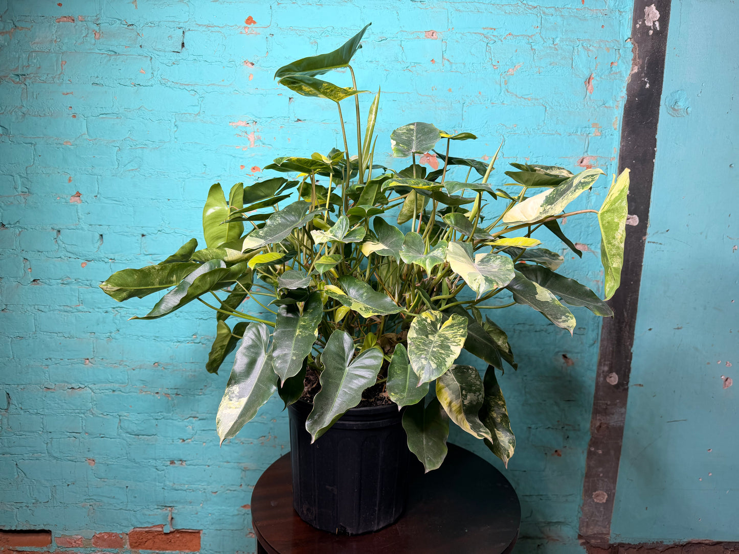 Philodendron Burle Marx Variegated 10”