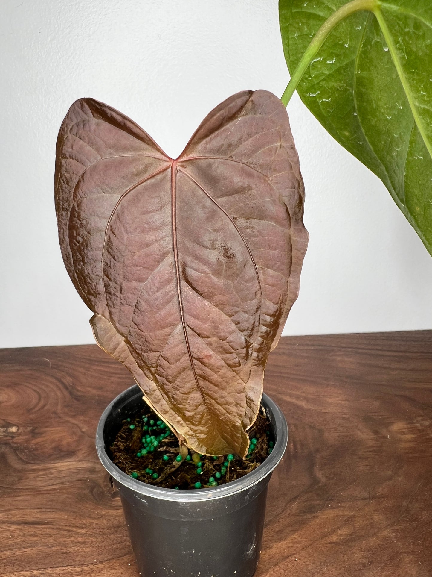 Anthurium Queen of Hearts 6”