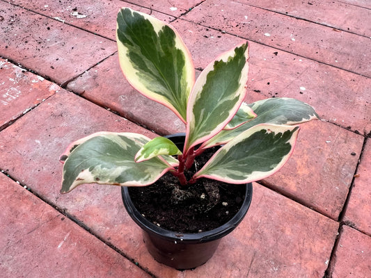 Peperomia- Ginny (Rainbow)