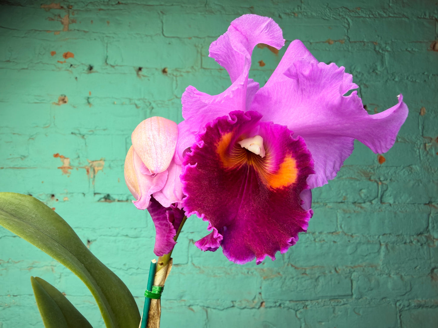 Cattleya Irene Holguin ‘Brown Eyes’ Orchid