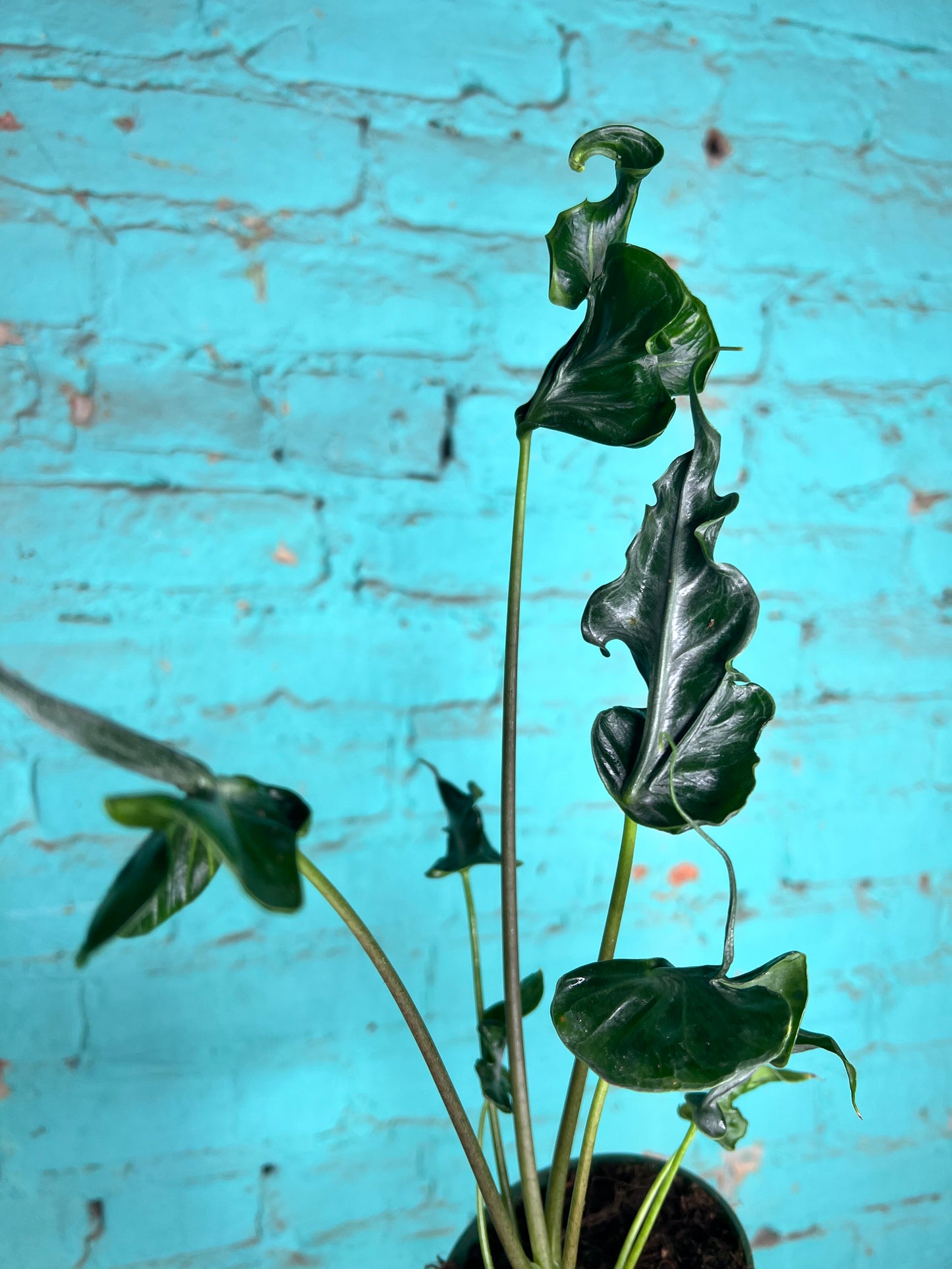 Alocasia Teletubble 4”