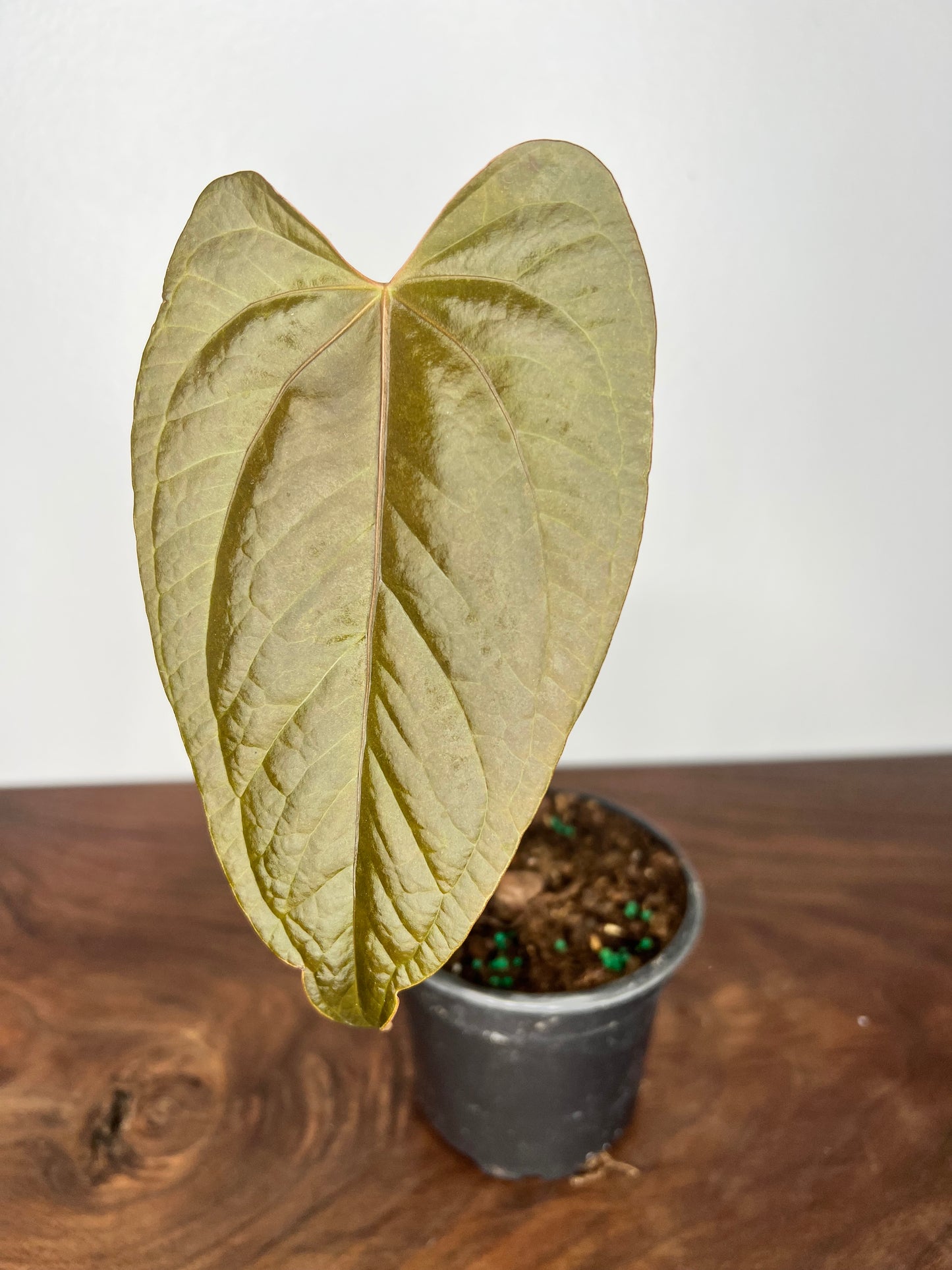 Anthurium Queen of Hearts 6”