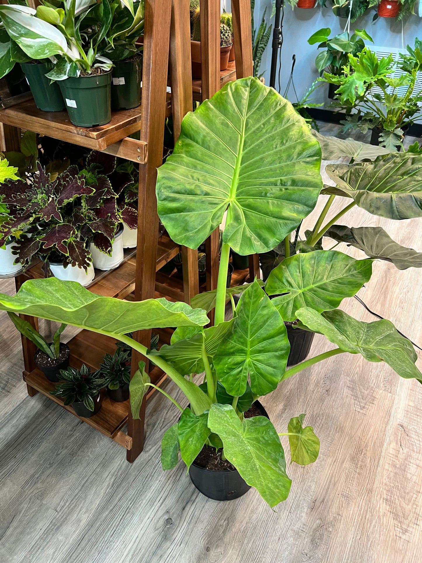 Alocasia Calidora 10”