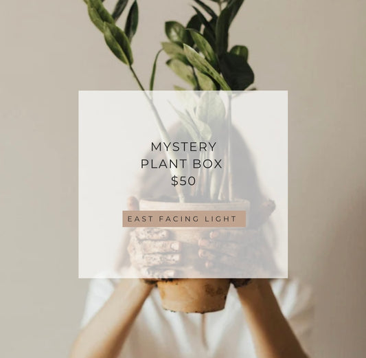 Plant bundle-East $50