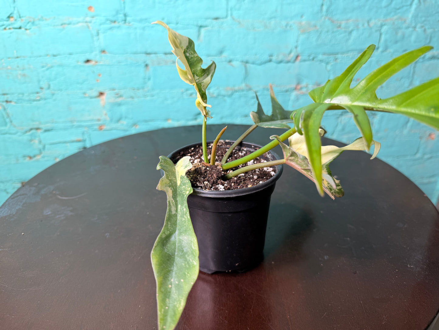 Philodendron Flobe x Tortum 4”