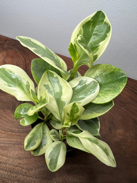 Peperomia- spoonleaf variegated