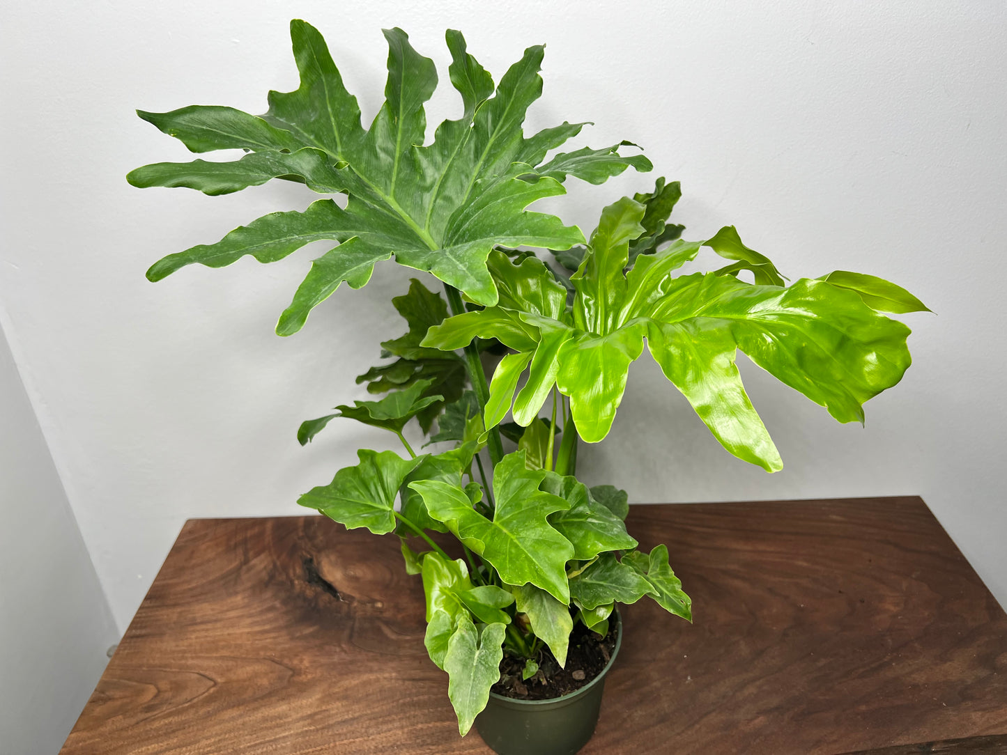 Philodendron Selloum (Hope) 6”