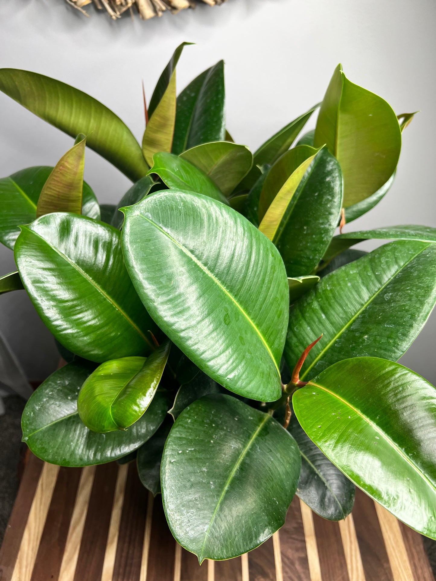 Rubber Tree- Robusta Green 10”