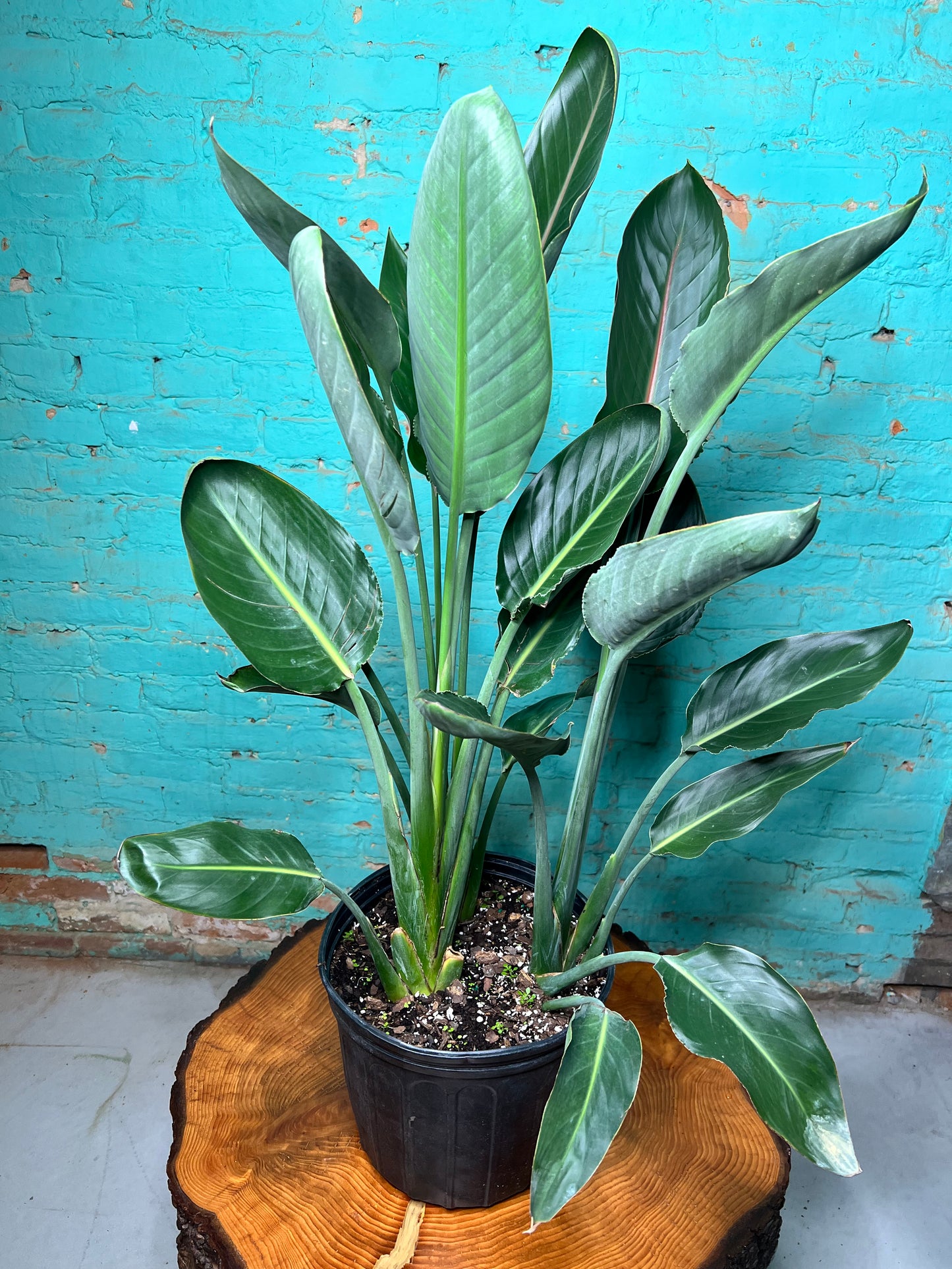 Bird Of Paradise-Orange (10 inch pot)