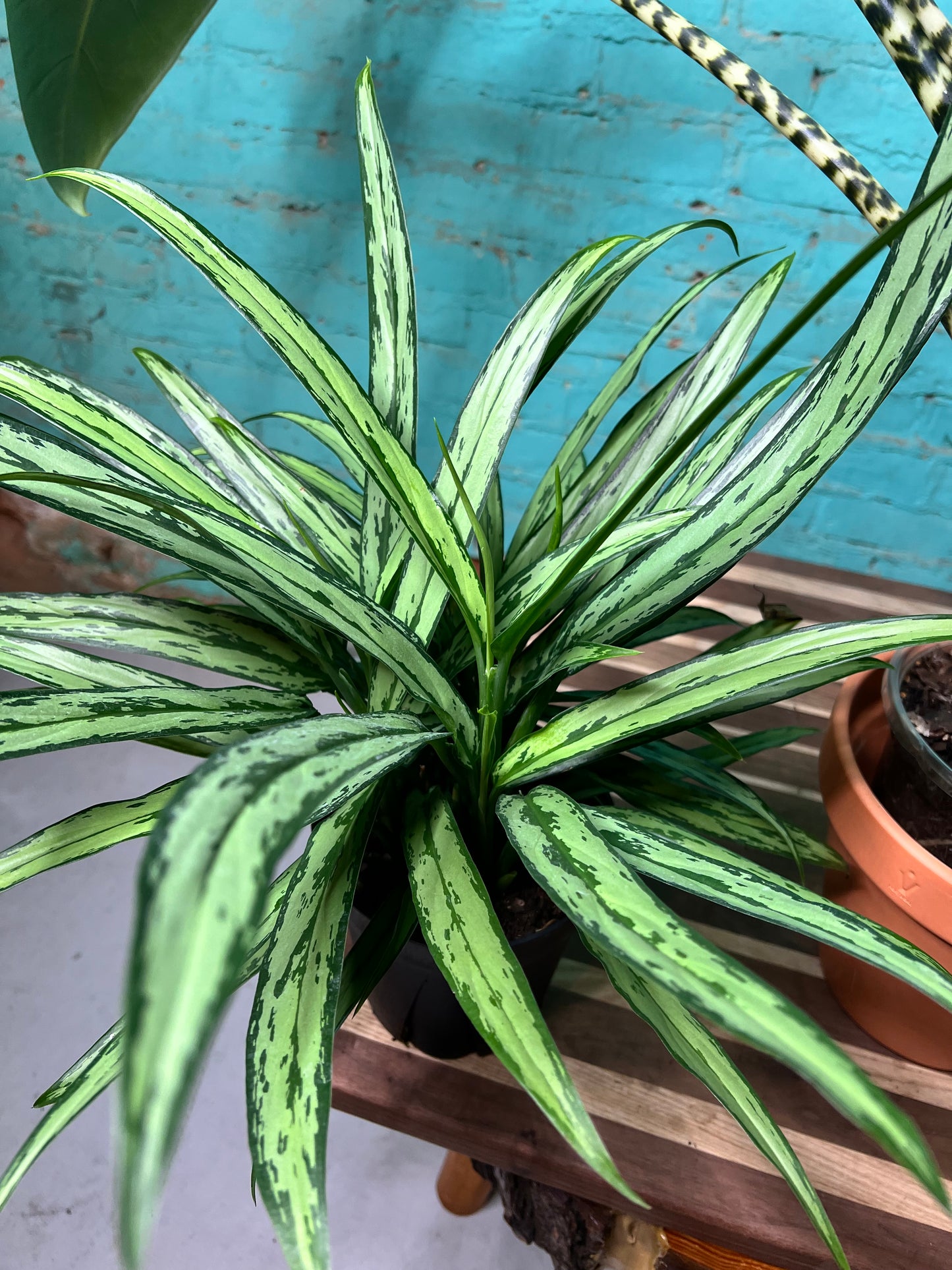 Aglaonema Cutlass 6”