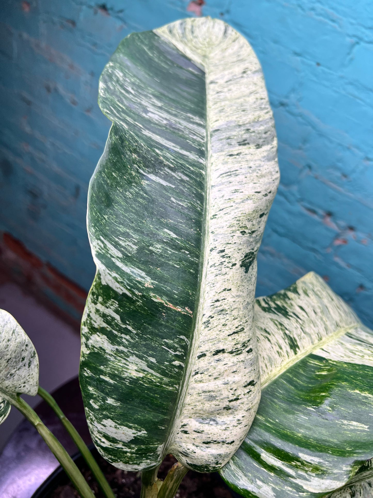 Epipremnum Giganteum Marble 10”