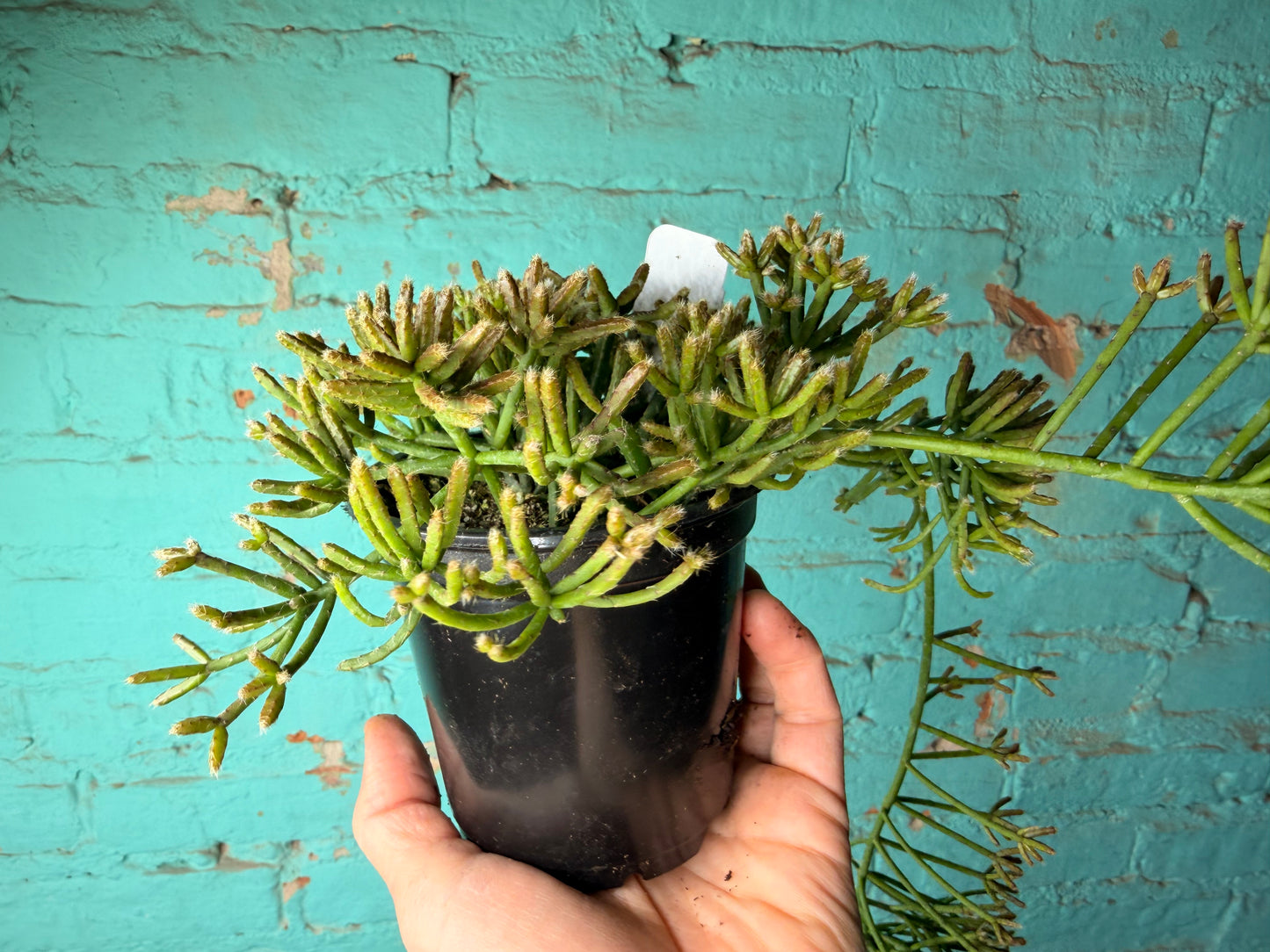 Rhipsalis Capilliformis (Mistletoe Cactus) 4”