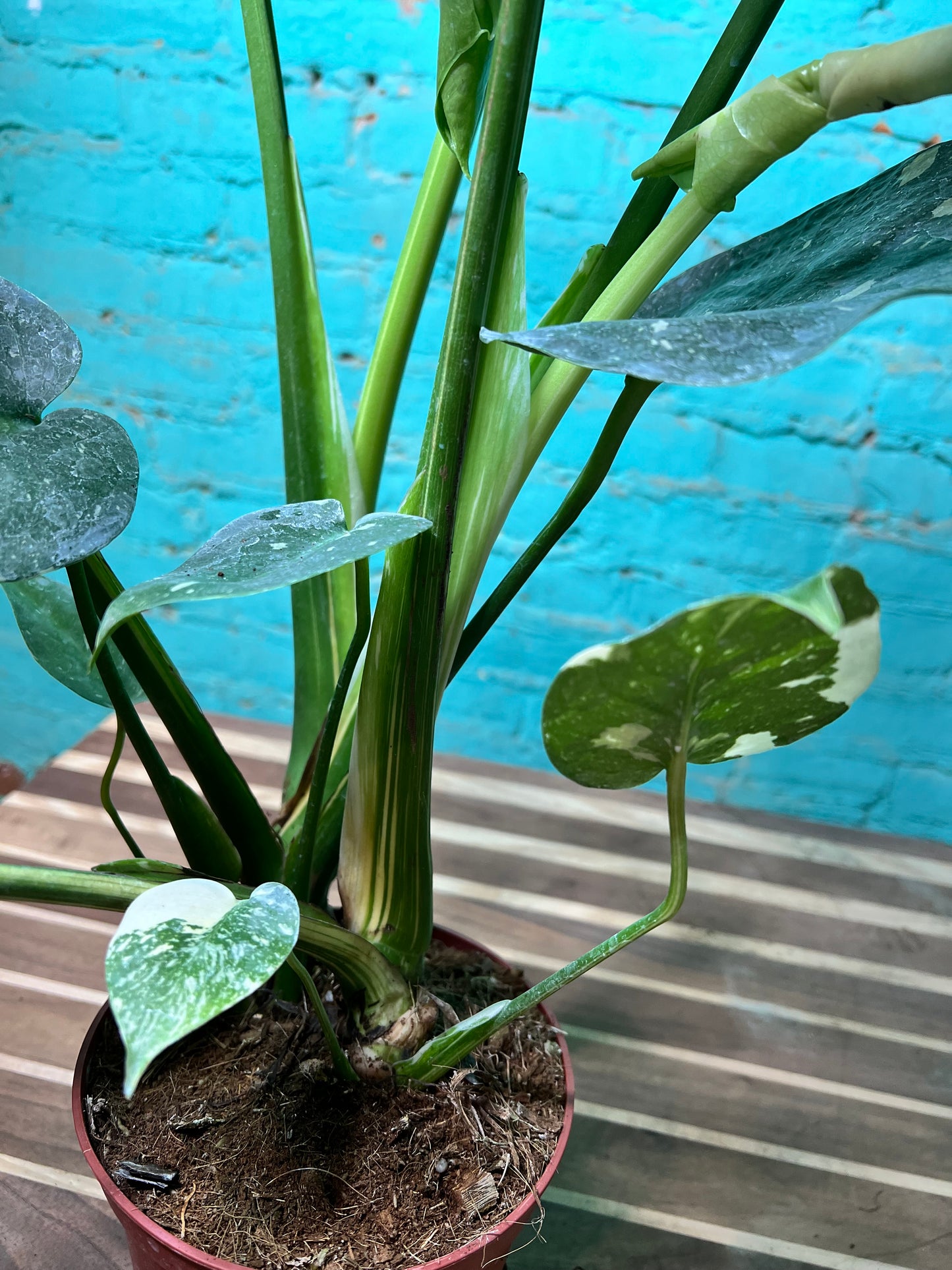 Philodendron Summer Glory 10”